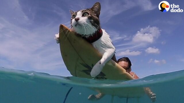 Check Out This Cool Surfing Cat!