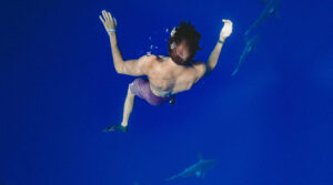 Here’s How To Swim With Sharks…!