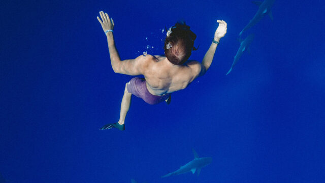 Here’s How To Swim With Sharks…!