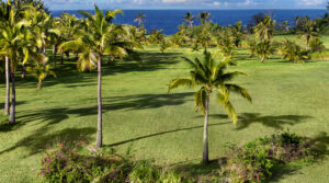 Coconut palms and lawn overlooking the ocean