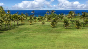 Open lawn and coconut palms with the ocean beyond