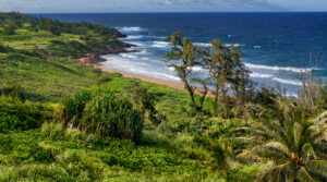 View across coconut palms toward the beach and ocean