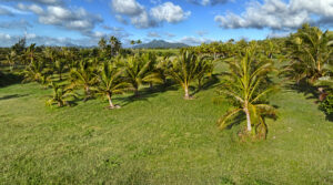 Open grassy area bordered by coconut palms