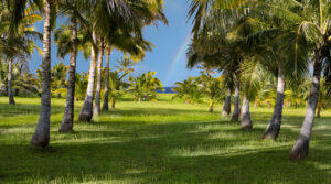 View between rows of coconut palms toward the ocean