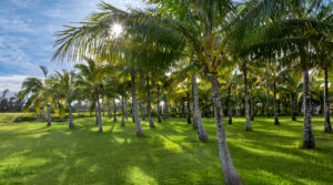 Coconut palms across the grassy grounds